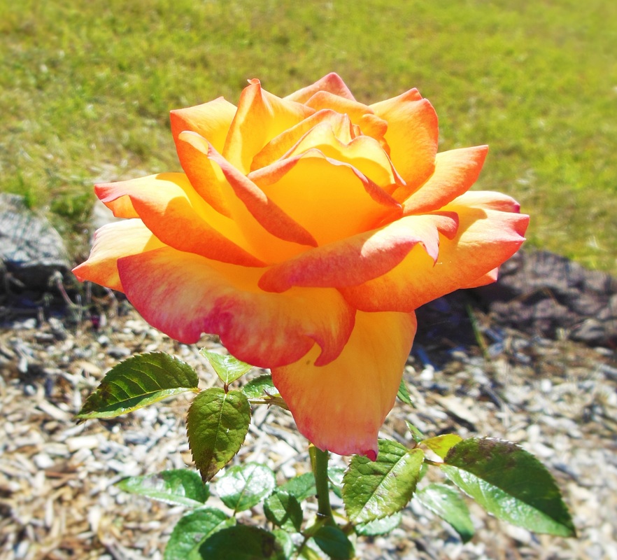 Roses of Arkansas - Arkansas Persians Blog